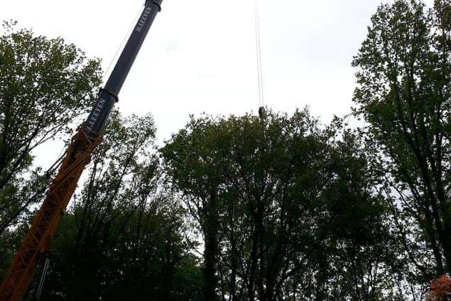 Beuken bomen rooien in Bergen  op Zoom